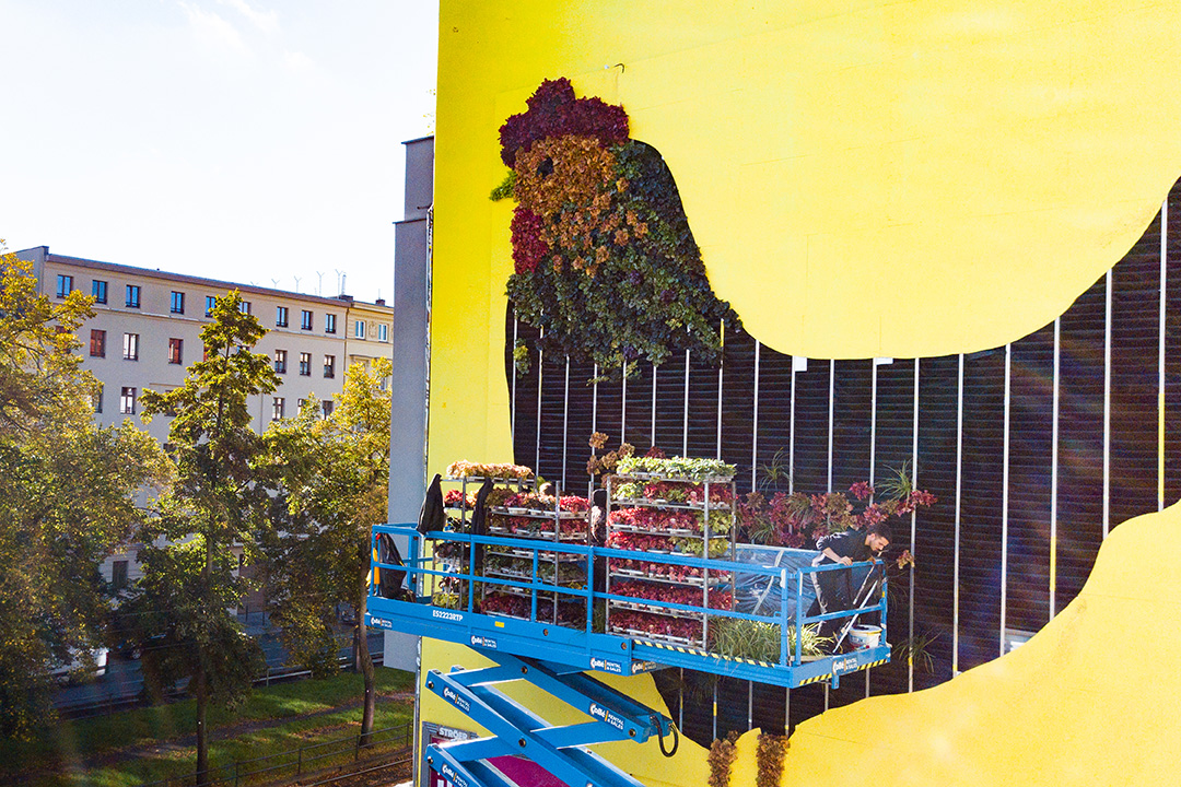 The plant-covered chicken taking shape on the yellow wall, with workers on a scissor lift